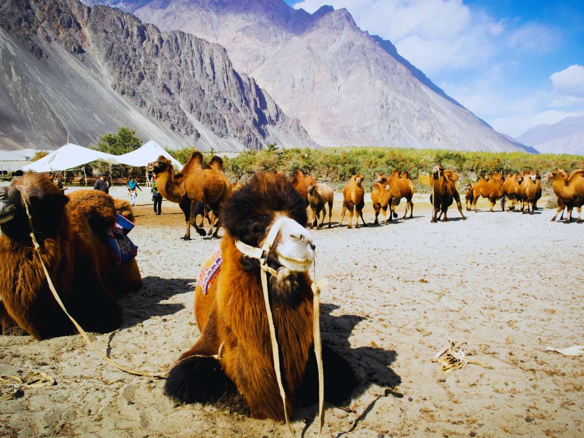 nubra