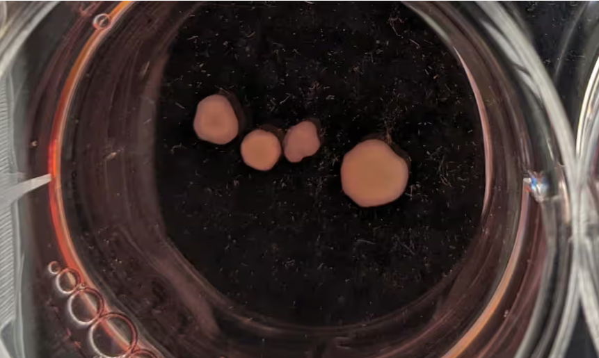 Lucier’s organoids at 82 days old (Credits: Rift Photography)