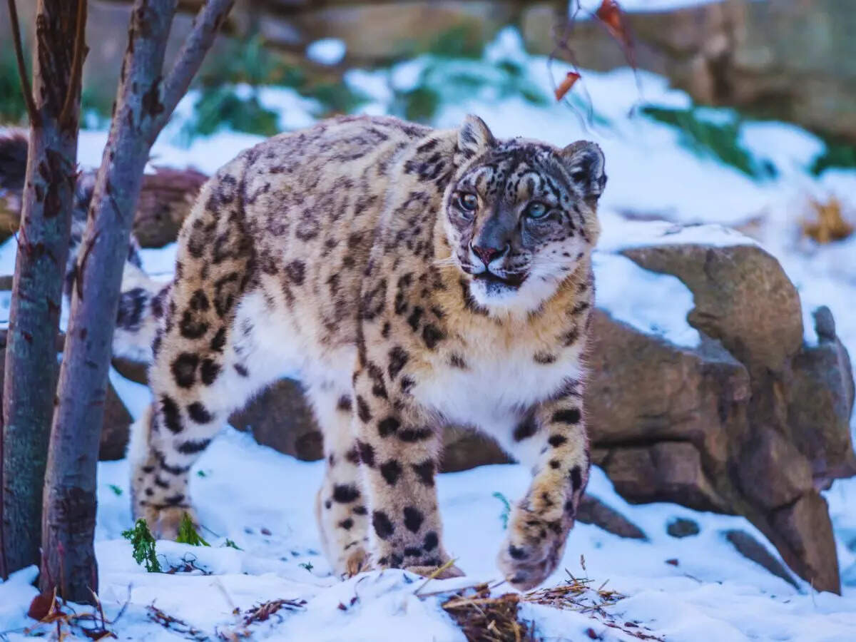 Hemis National Park