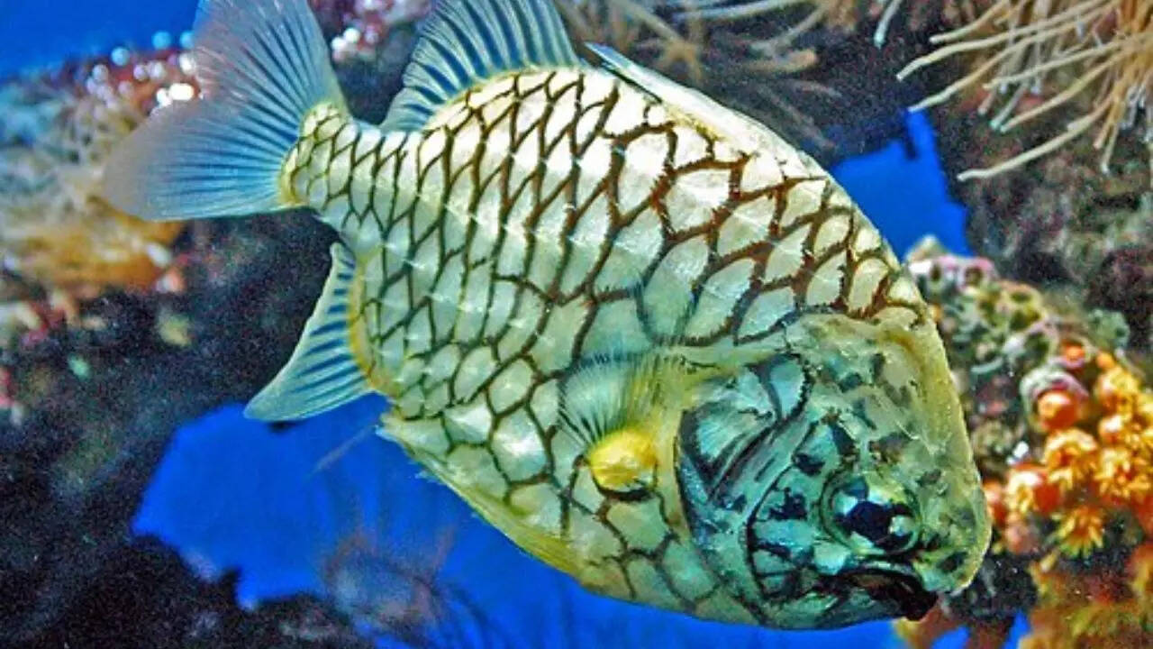 Pineapple fish [Cleidopus gloriamaris]