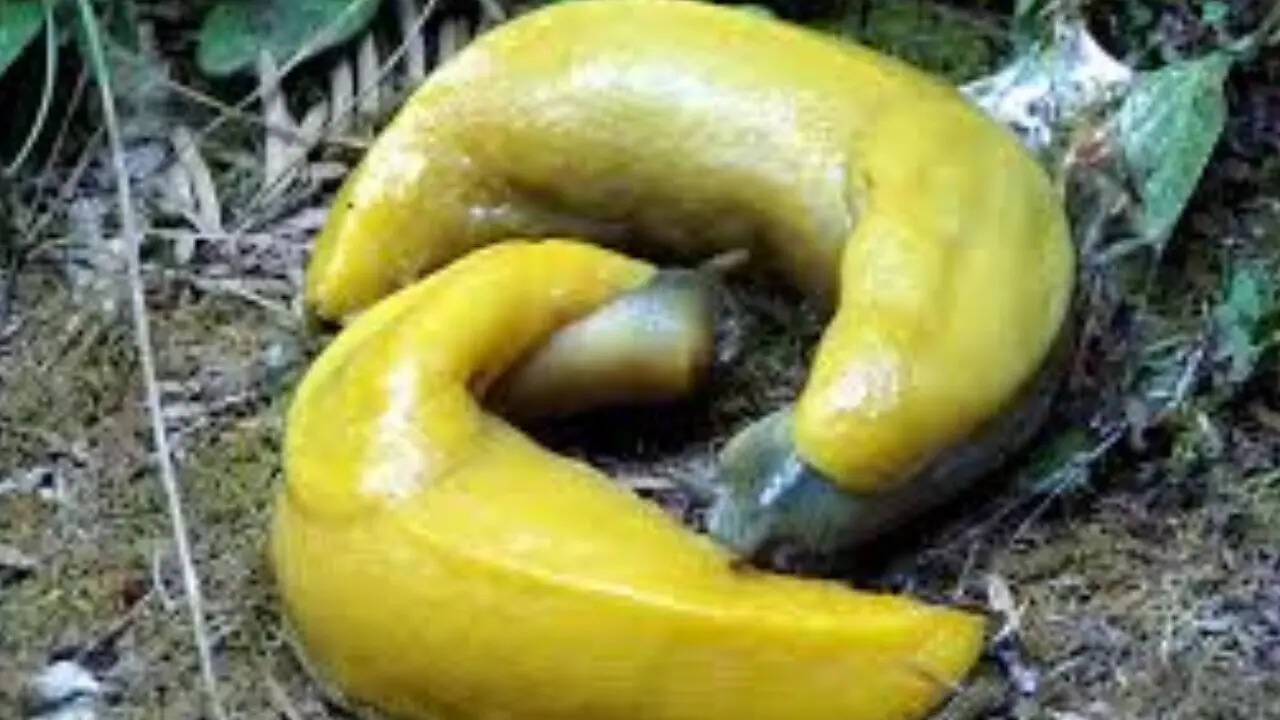 Banana slug [Ariolimax genus]