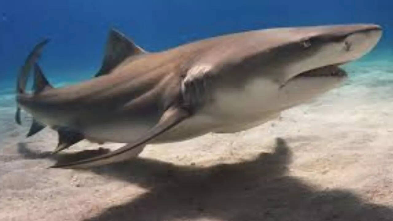 Lemon shark [Negaprion brevirostris]