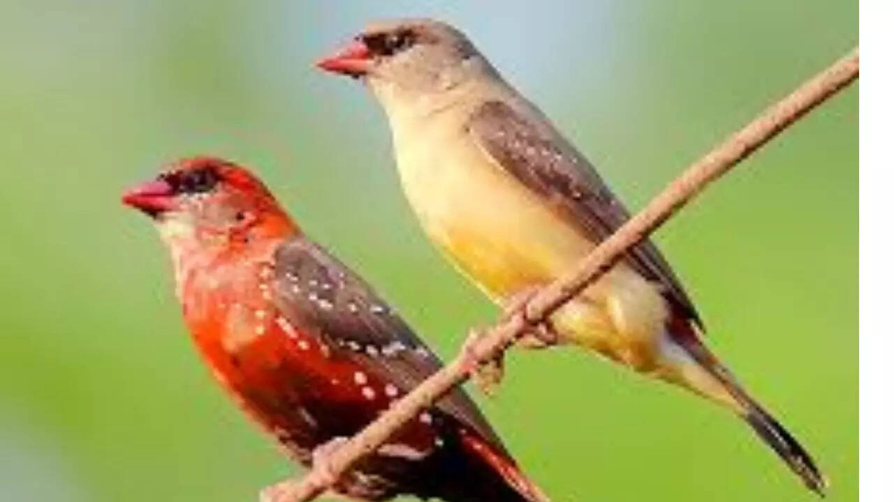 Strawberry finch [Amandava amandava]