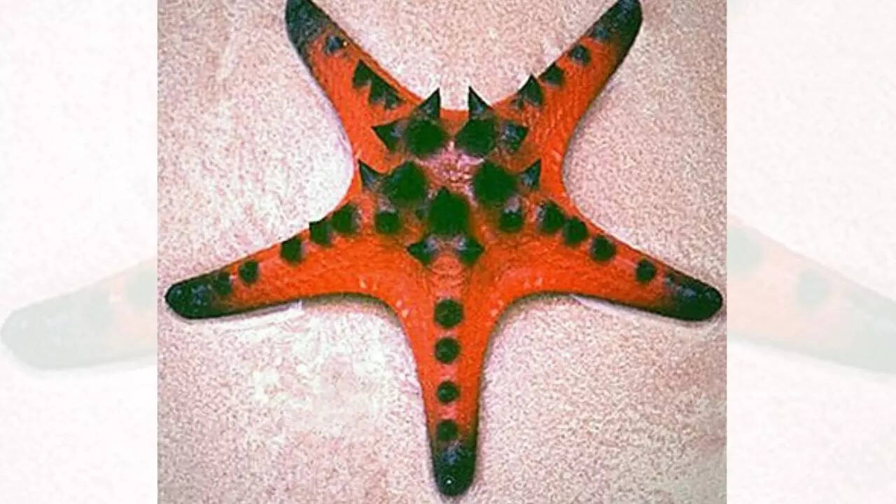 Chocolate chip sea star [Protoreaster nodosus]