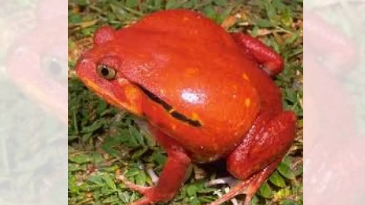 Tomato frog [Dyscophus antongilii]