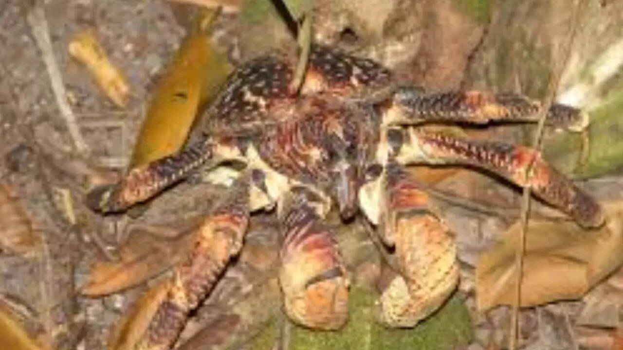 Coconut crab [Birgus latro]
