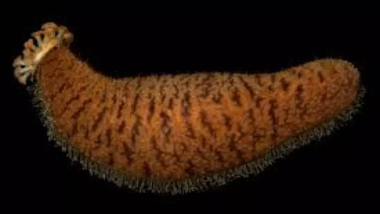 Sea cucumber [Holothuroidea class]