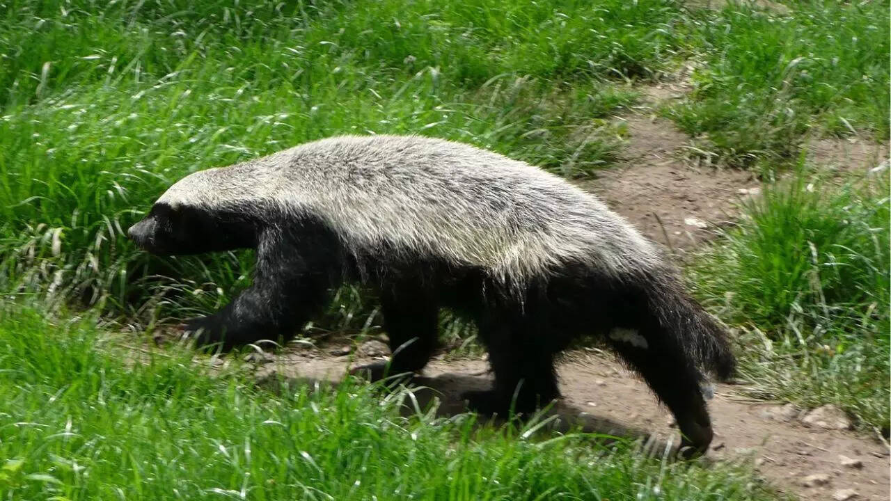 Honey badger