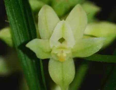 70 orchid species documented in Assam’s Kaziranga National Park