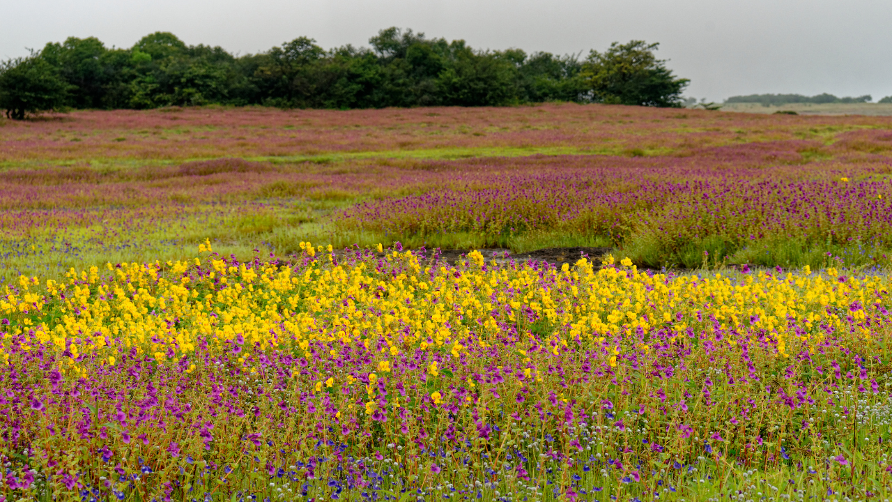Kaas plateau