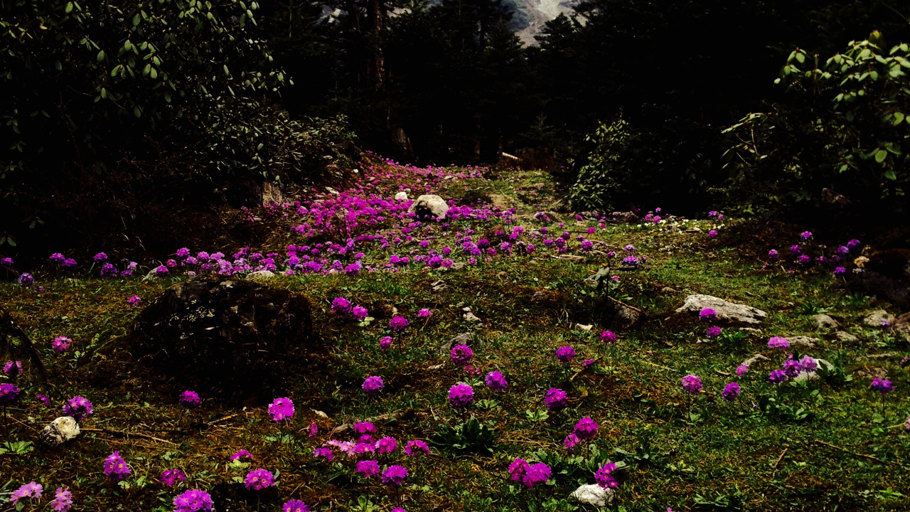 Yumthang valley