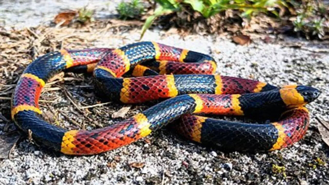 coral snake