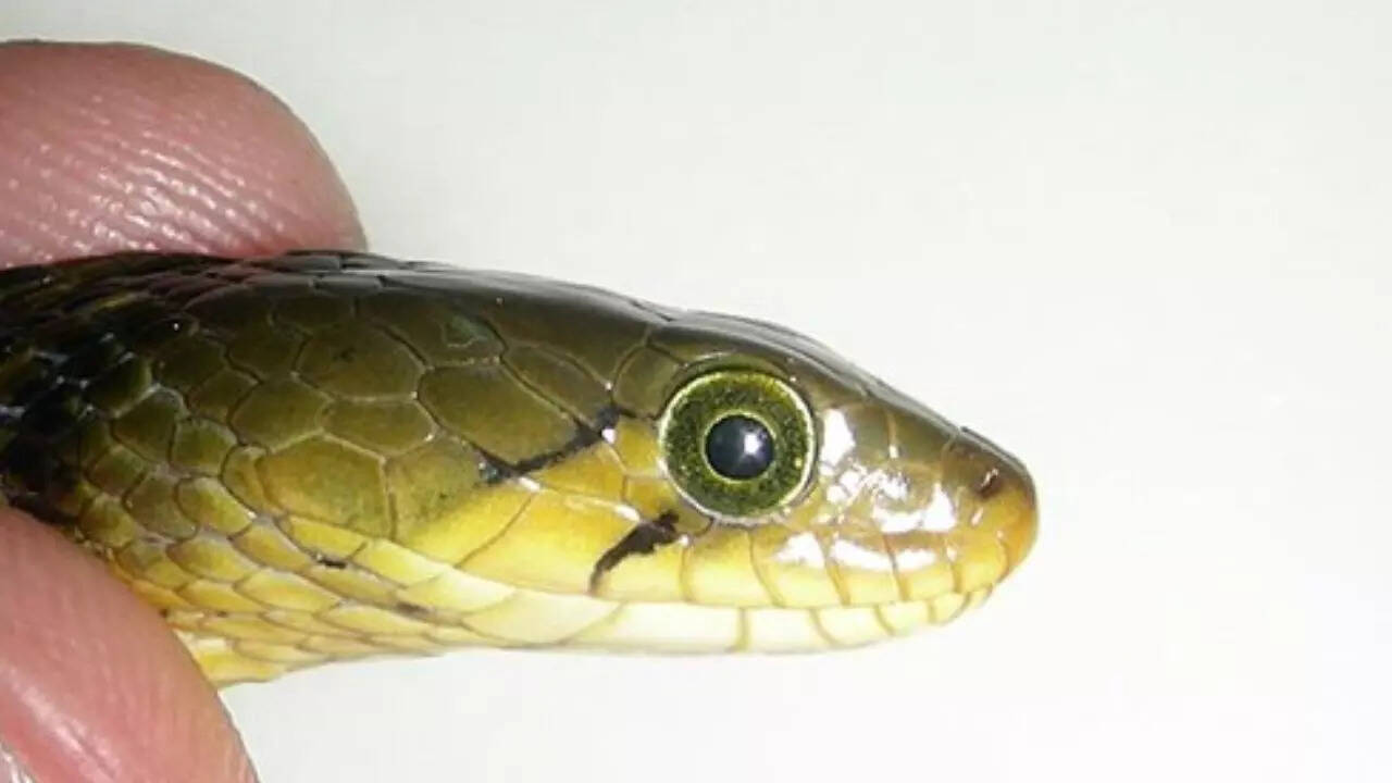 Snakes have no eyelids