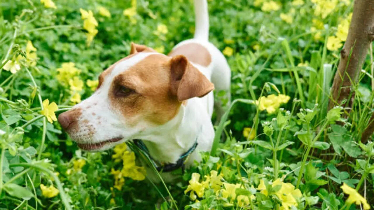 These allergens can provoke a pet’s immune system