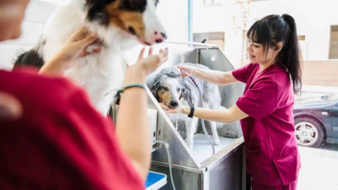 Pets coming with irritated skin, inflamed ears, teary eyes