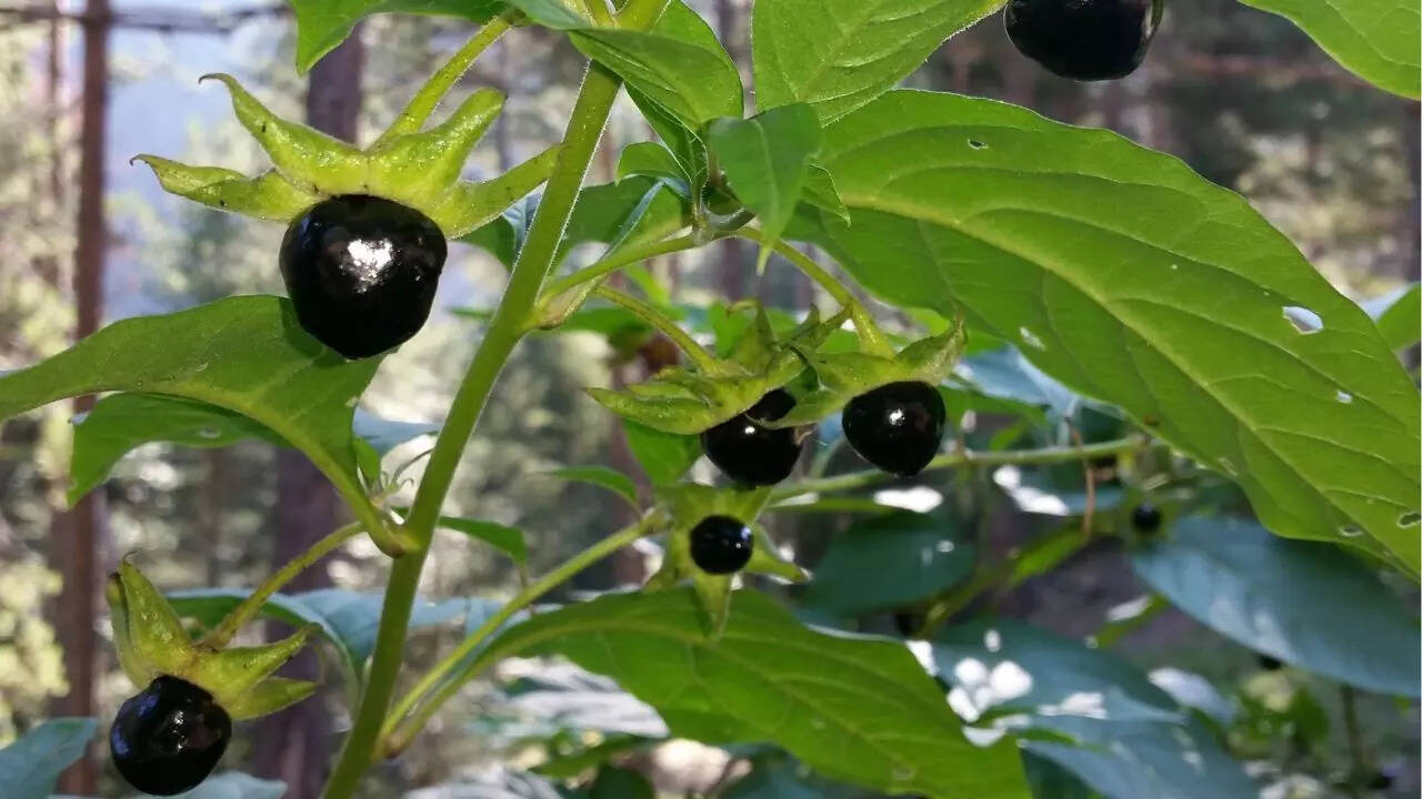 Deadly Nightshade (Atropa belladonna)