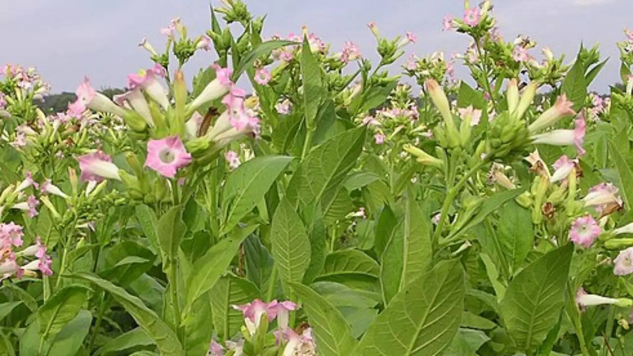 Tobacco (Nicotiana tabacum)