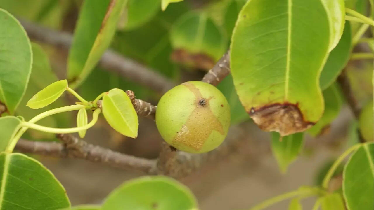 Manchineel (Hippomane mancinella)