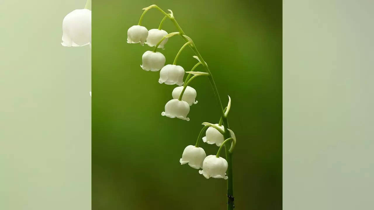 Lily-Of-The-Valley (Convallaria majalis)