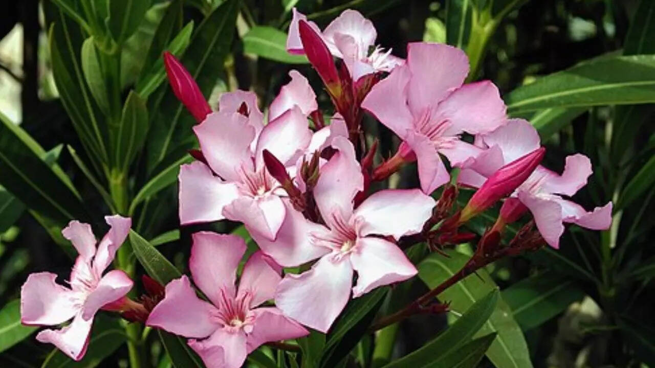 Oleander (Nerium oleander)