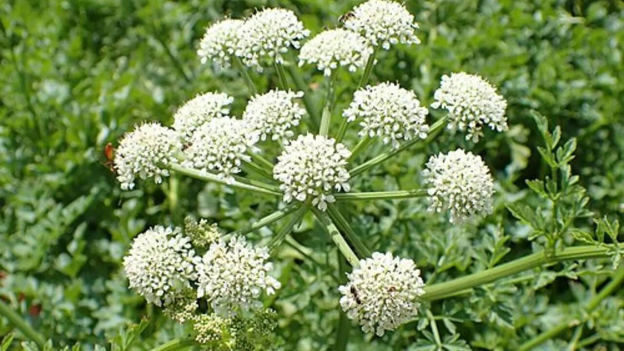 Hemlock water-dropwort (Oenanthe crocata)