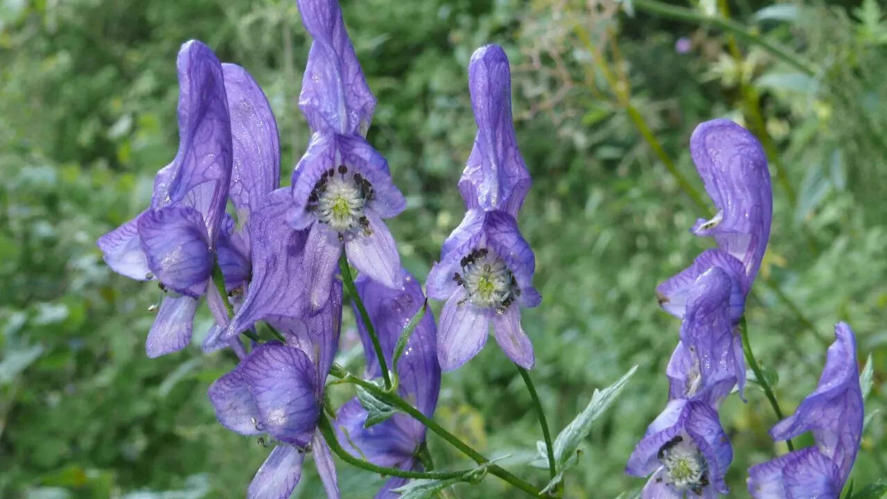 Monkshood (Aconitum genus)