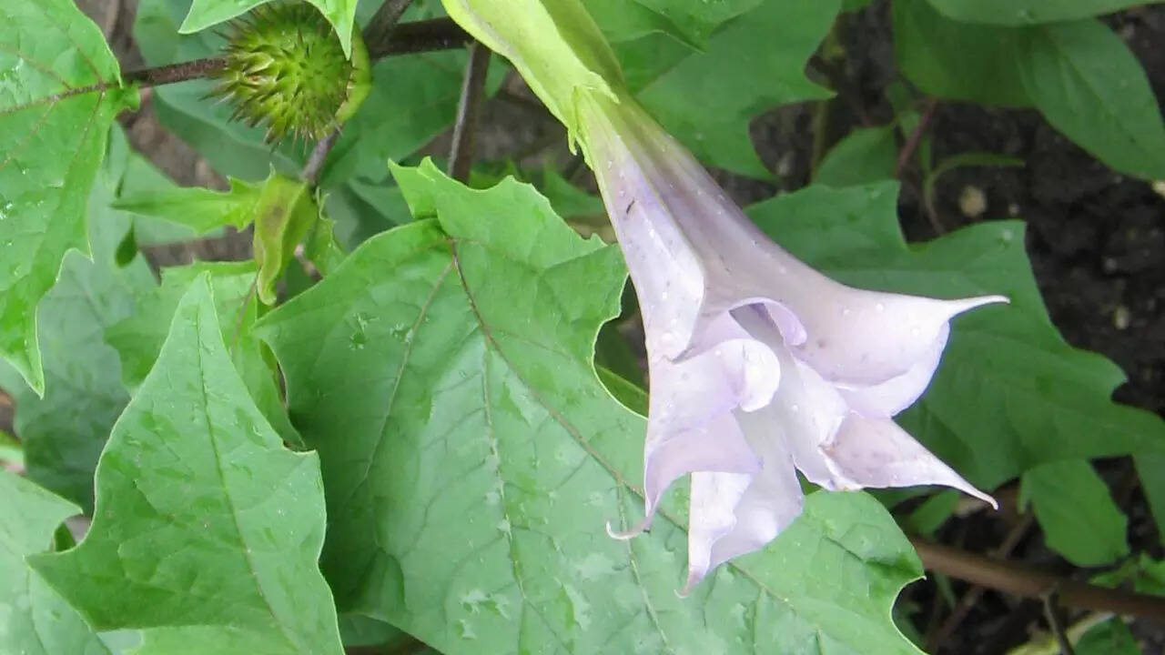 Thornapples (Datura genus)