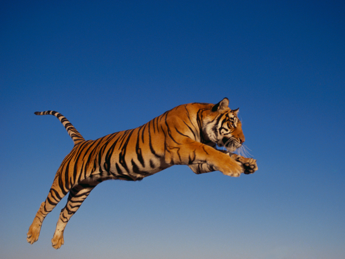 Bengal tiger