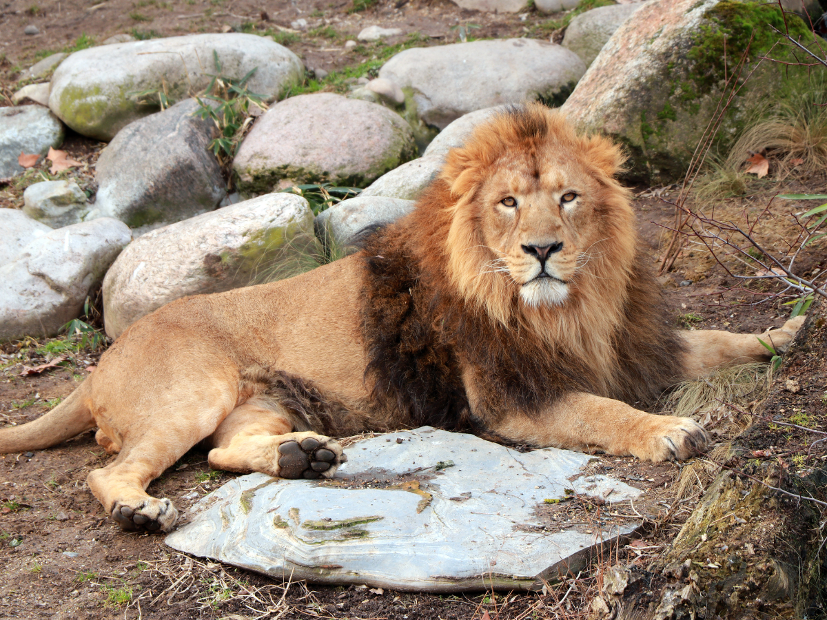 Asiatic Lion