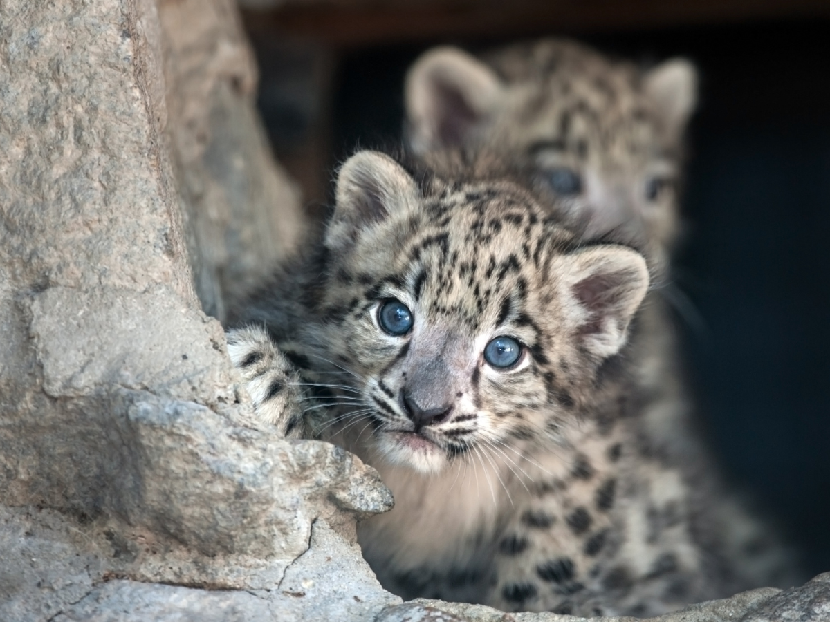 Snow Leopard