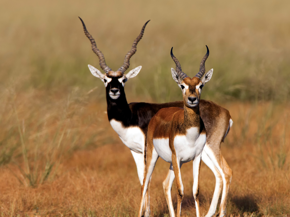 Blackbuck