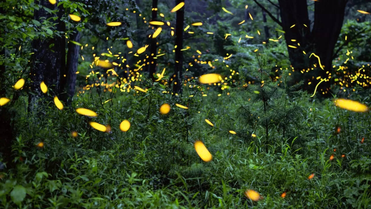 Fireflies (2)