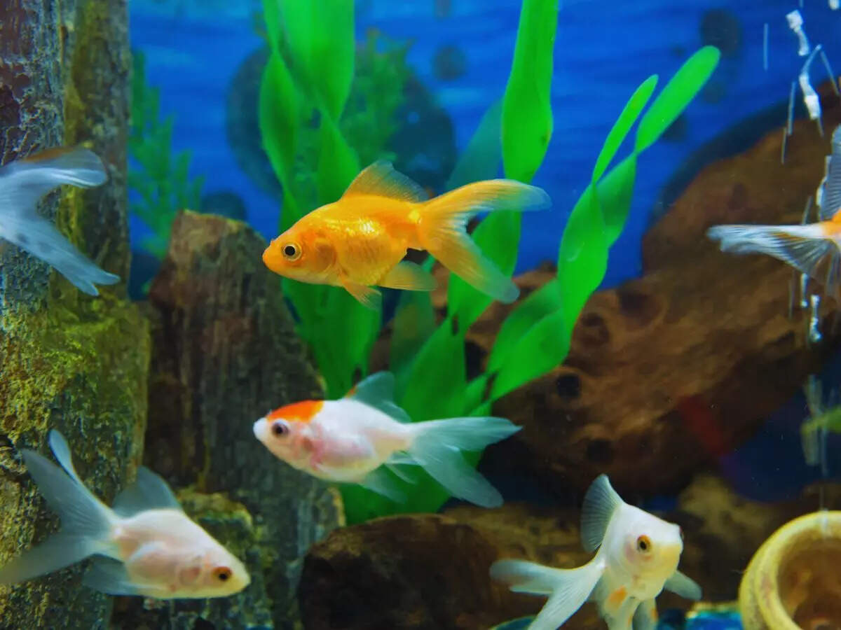 fish