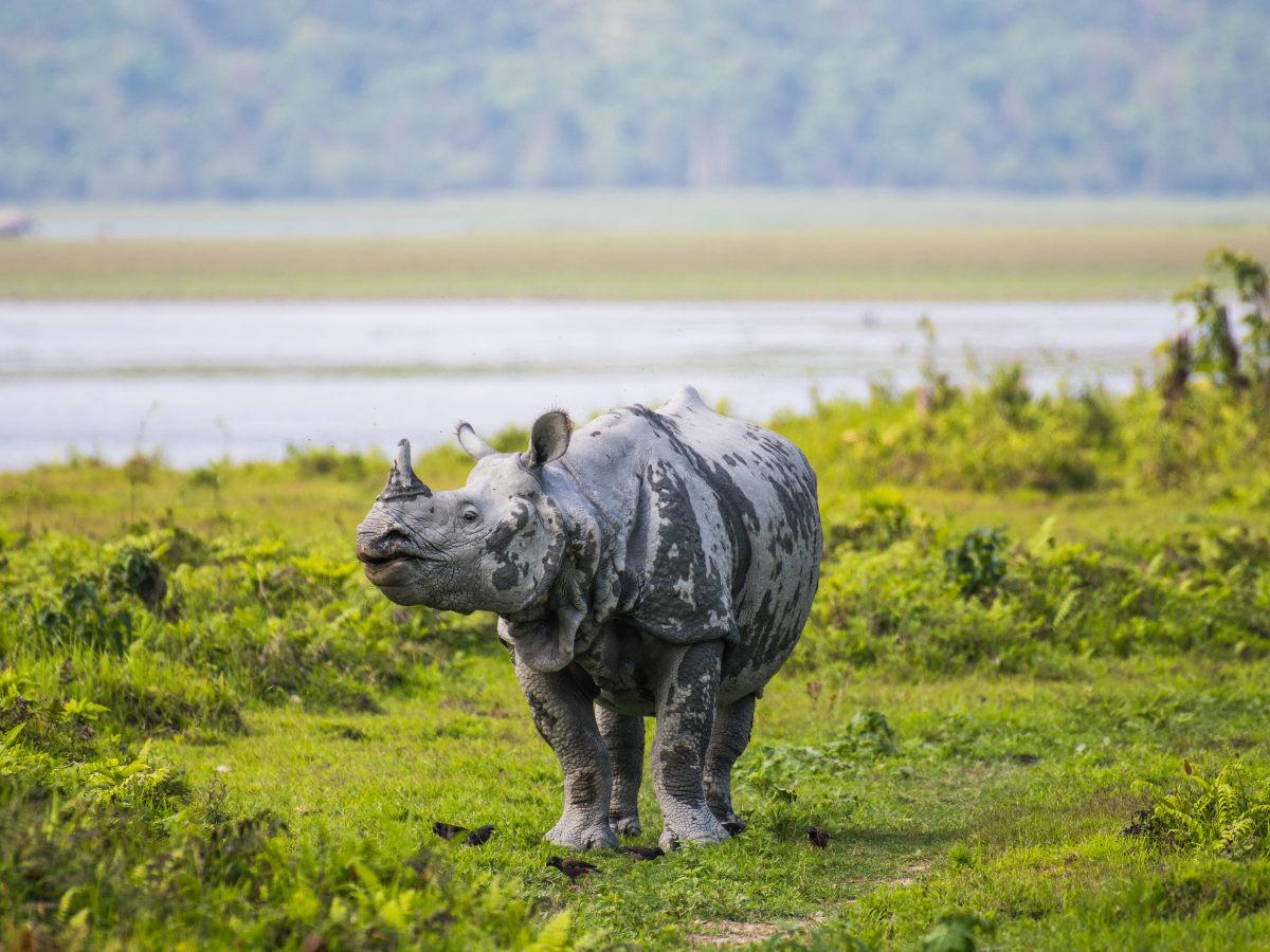 Kaziranga National Park