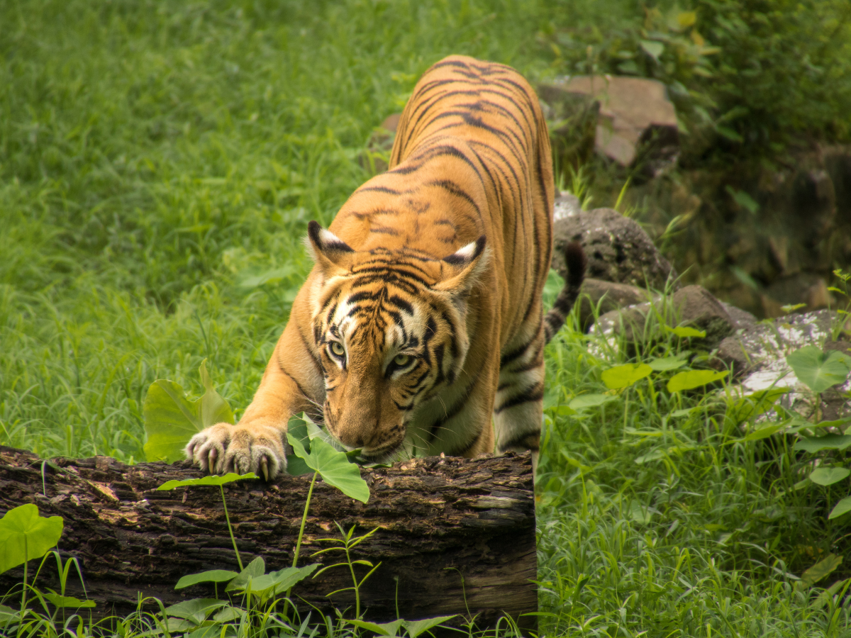 tiger