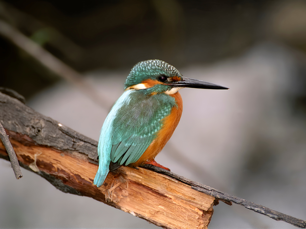 bird