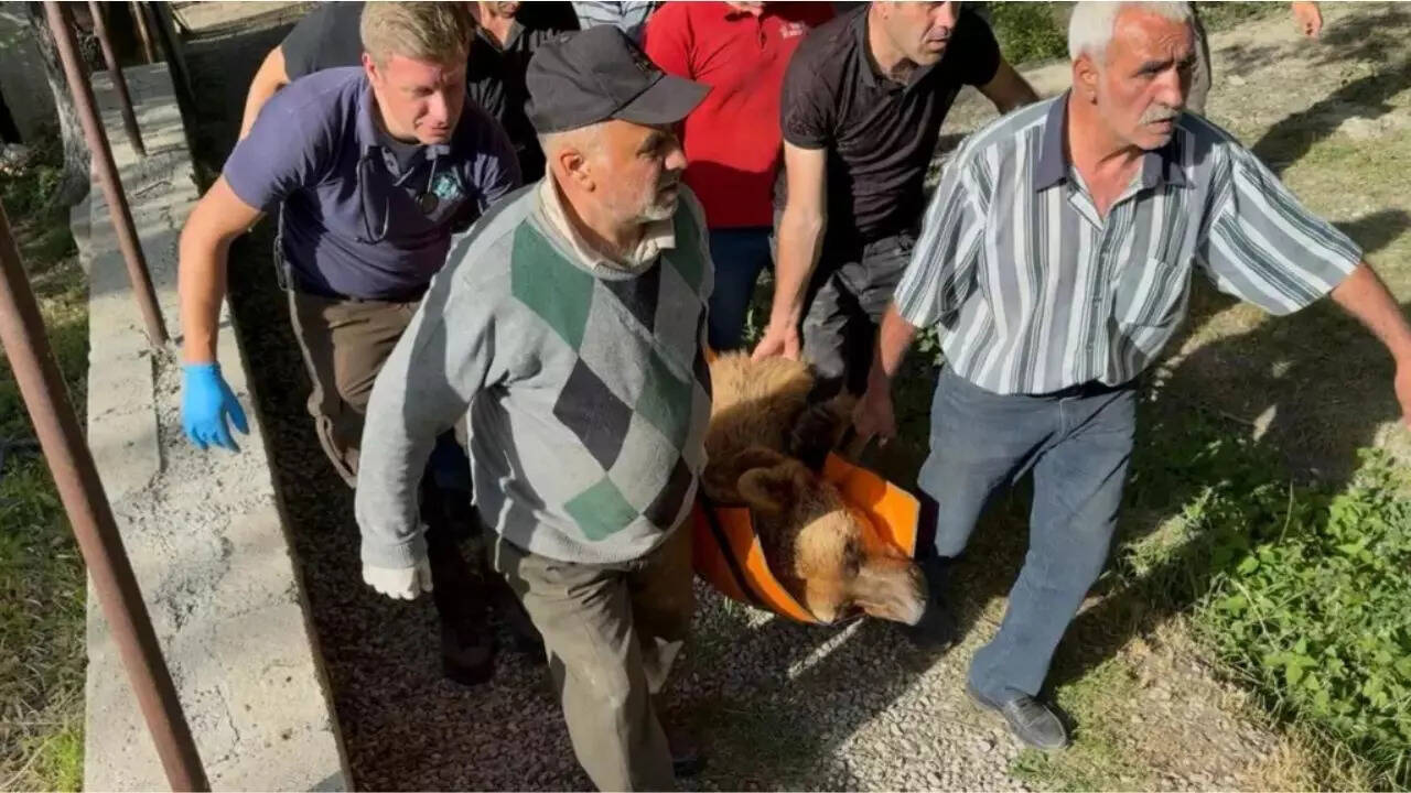 Brown bears rescued by the team