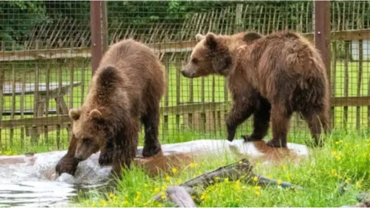 Welcome of brown bears in the sanctuary