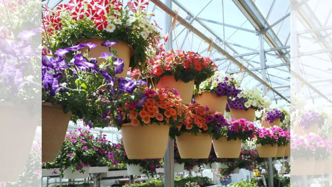 Hanging baskets
