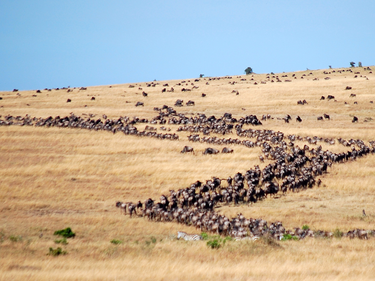 Great Migration