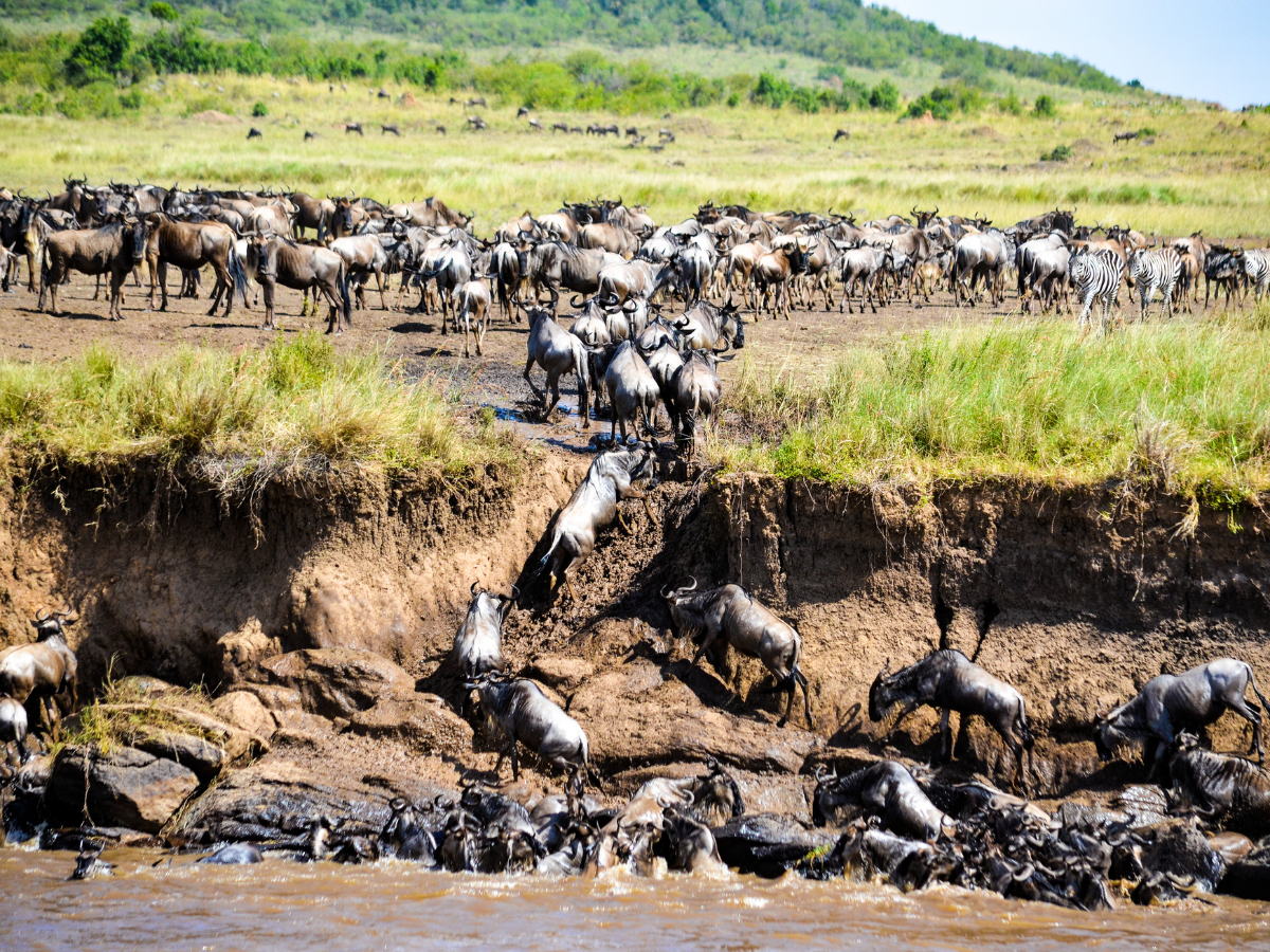 Great Migration