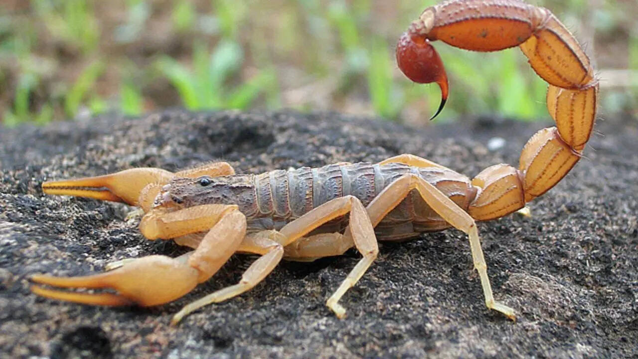 Scorpion venom molecule found to kill breast cancer cells in early tests