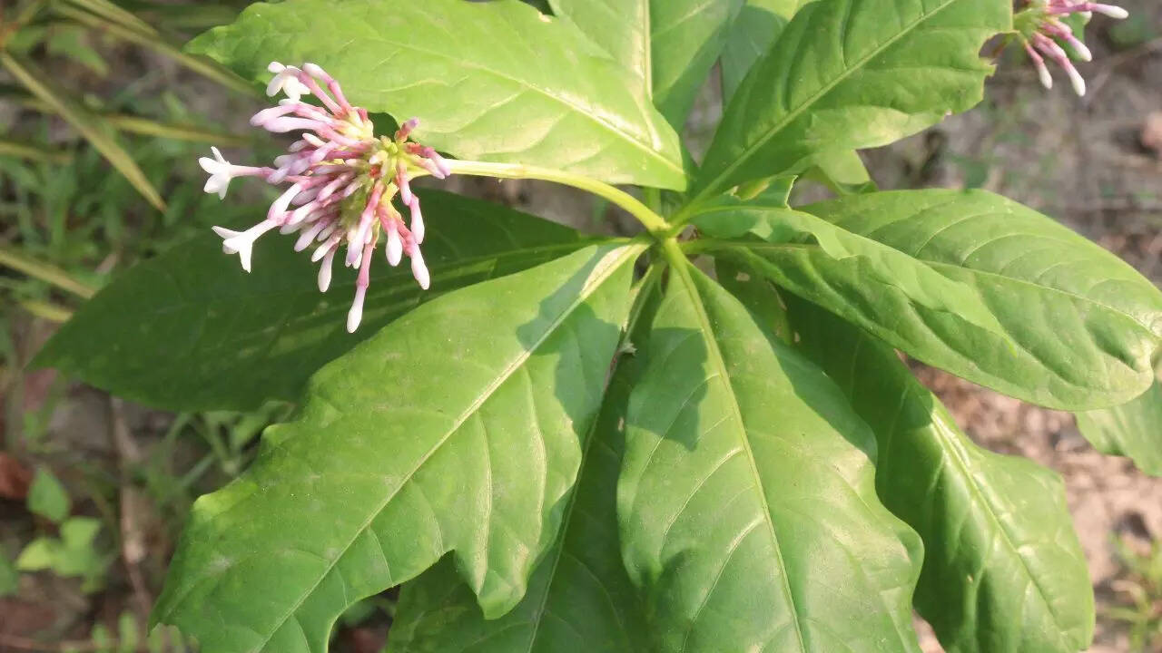 Indian snakeroot