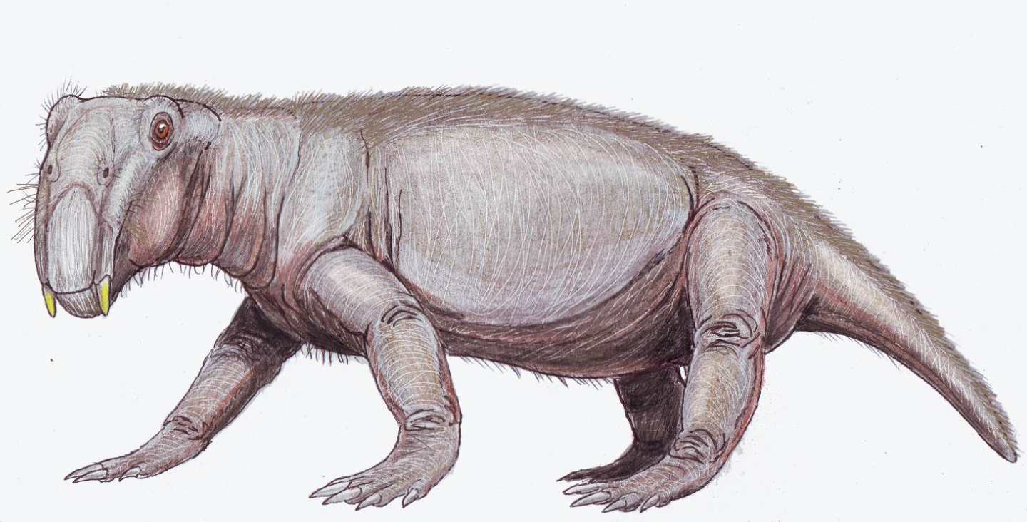 Lystrosaurus- Credits: wikimedia commons