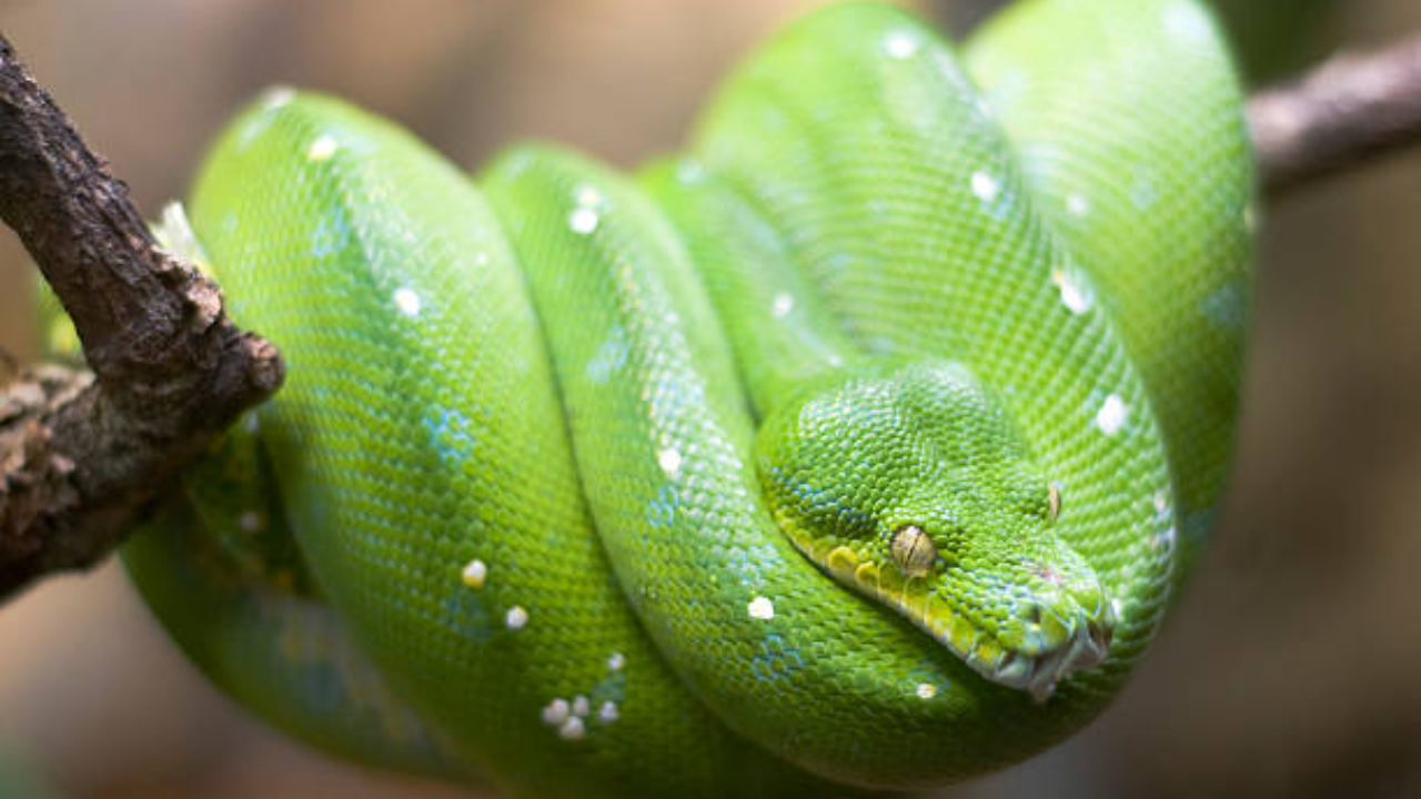 snake (22)