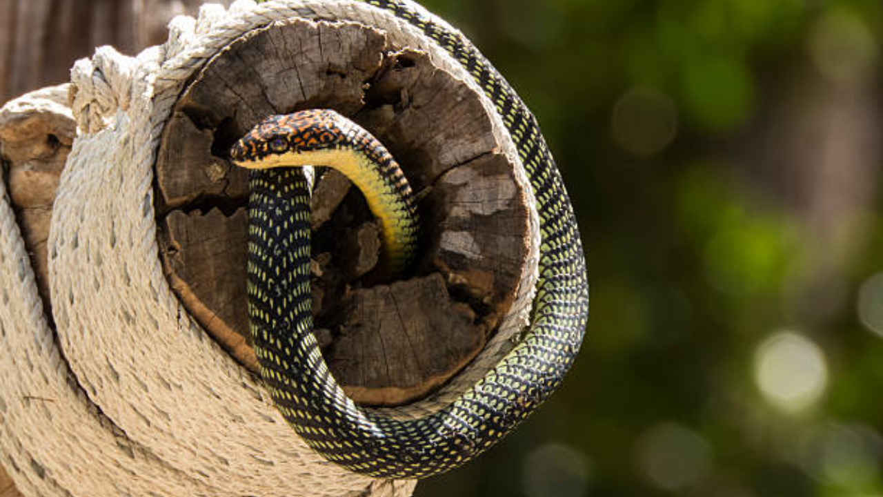 snake (24)