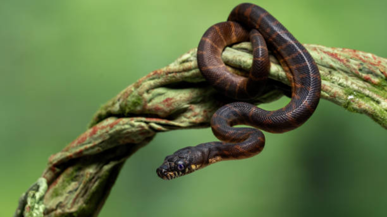 snake (25)