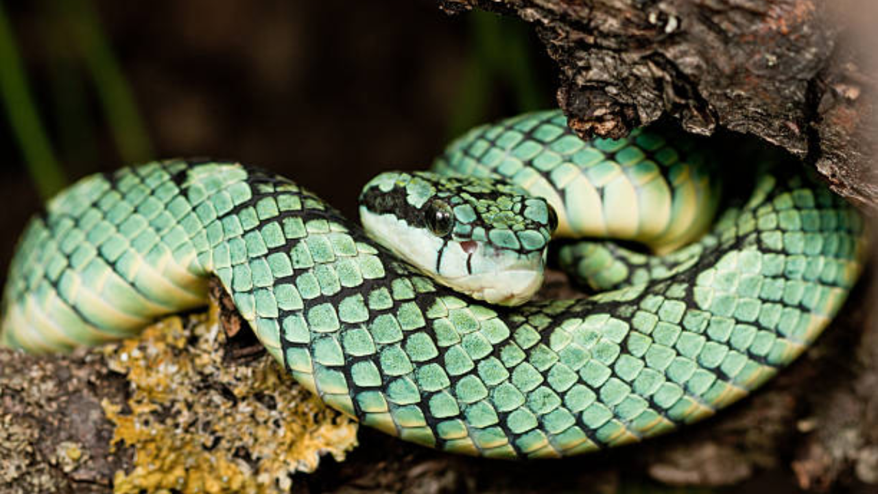 snake (26)