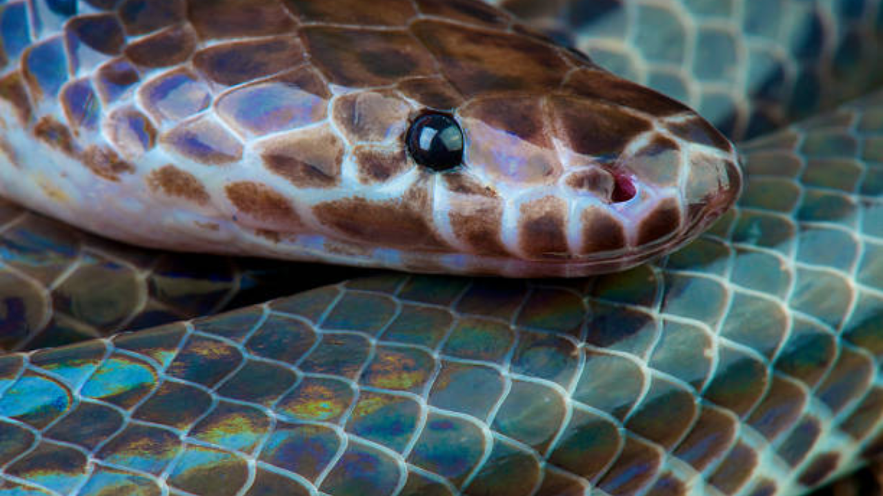 The world’s most colorful snakes you’ve never heard of | - Times of India