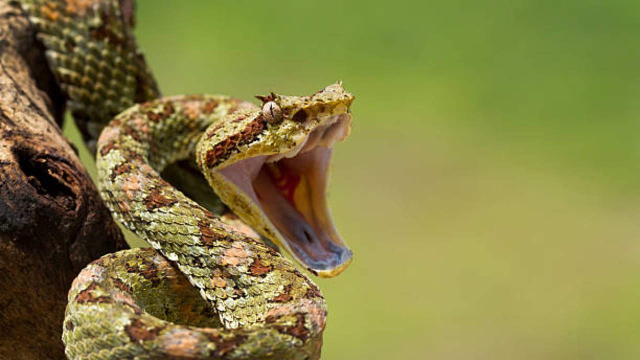 snake (28)